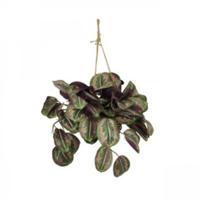 Plante verte calathea suspension violet 50cm