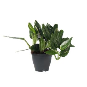 Plante verte d'intérieur - Philodendron 'Cobra' - Hauteur 55-65 cm - Pot 19 cm