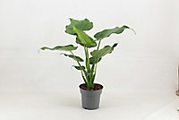 Plante verte d'intérieur Alocasia mix en pot 21cm