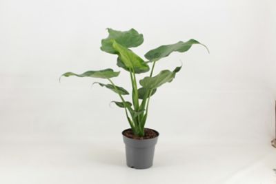 Plante verte Alocasia artificielle haut de gamme Avec Pot En Céramique B16