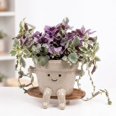 Plante verte d’intérieur en pot céramique décoratif Ø10,5 cm