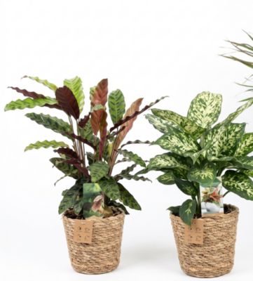 Plante verte d'intérieur panier en osier