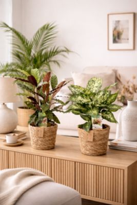 Plante verte d'intérieur panier en osier