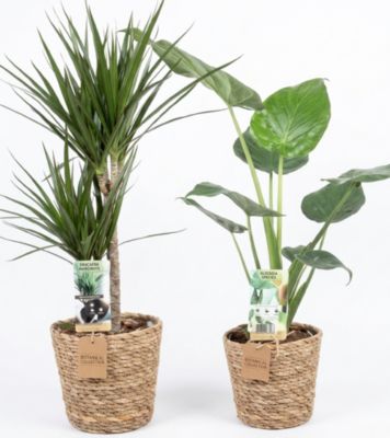 Plante verte d'intérieur panier en osier