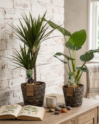 Plante verte d'intérieur panier en osier