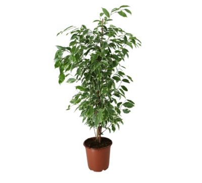 Sitemapcdatahttpsfoowindecoocomlidl Plante Verte