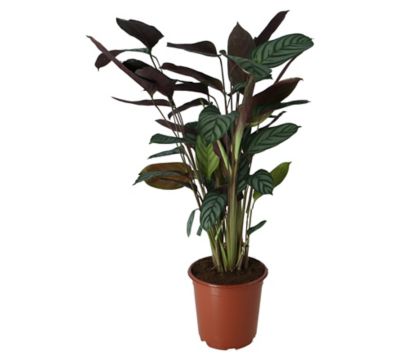 Sitemapcdatahttpsshopinf Inetcomlidl Plante Verte