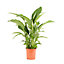 Plante verte Spathiphyllum 24cm