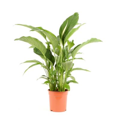 Castorama Plante Exterieurnull