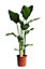 Plante verte Strelitzia Nicolai - oiseau de paradis en pot