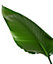Plante verte Strelitzia Nicolai - oiseau de paradis en pot