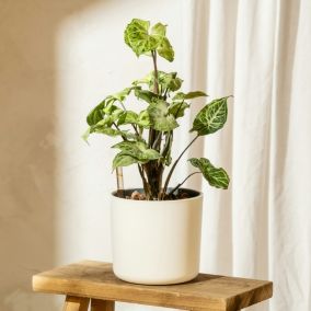 Plante verte - Syngonium podophyllum Pixie - Hauteur 25-40cm - Pot 12cm