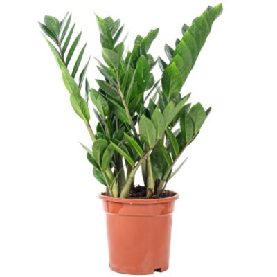 Plante ZZ - plante d'intérieur facile d'entretien, Zamioculcas zamiifolia 3+ - hauteur env. 55 cm, pot-diam. 17 cm