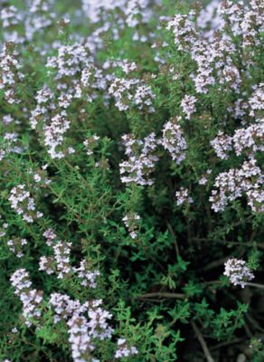 Plantes Aromatiques Variees Castorama