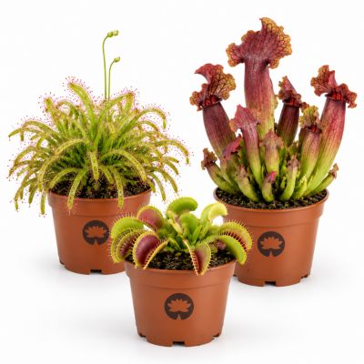 Plantes Carnivores - 3 pièces - Rustiques