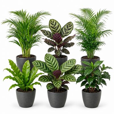 Plantes d'Intérieur - 6 avec Pot Anthracite - Purificatrices