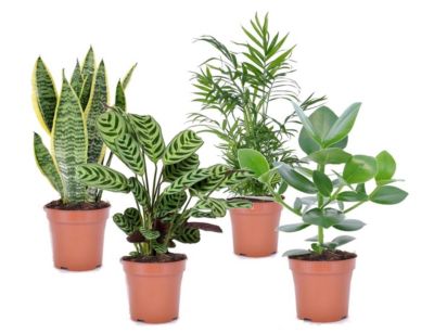 Plantes d'intérieur 'Easy Care' - Set de 4 - Pot 12cm - Hauteur 25-40cm