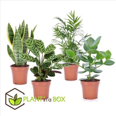 Plantes d'intérieur 'Easy Care' - Set de 4 - Pot 12cm - Hauteur 25-40cm