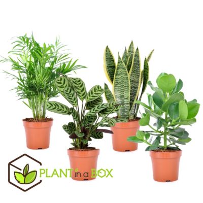 Plantes d'intérieur 'Easy Care' - Set de 4 - Pot 12cm - Hauteur 25-40cm