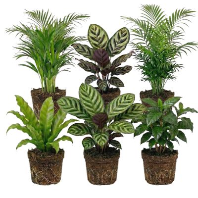 Plantes d'Intérieur Purificatrices d'Air - 6 pièces - diamètre 12 cm