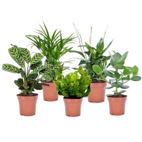 Plantes d'intérieur purificatrices d'air - Mix de 5 - Pot 12cm - Hauteur 25-40cm