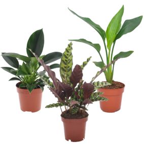 Plantes d'intérieur tropicales - Mélange de 3 - Pot 12cm - Hauteur 25-40cm