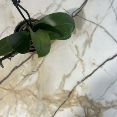 Plateau 60x60 decor marbre calcuta chants laiton - Restootab