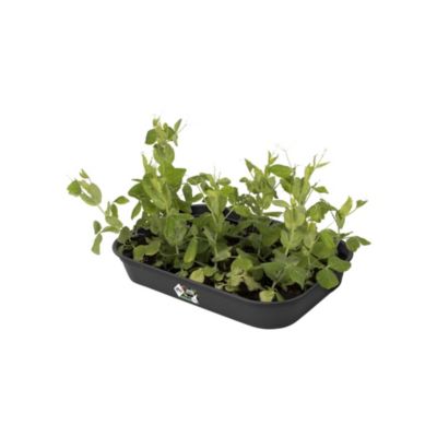 Tierra Garden Gp100b Chief Tan Plateau de Jardin, Noir Titane