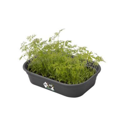 Plateau de culture Green basics S living noir