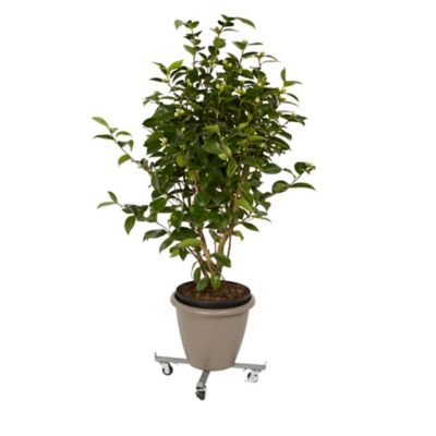 Plateau de manutention croix 100 kg Diall
