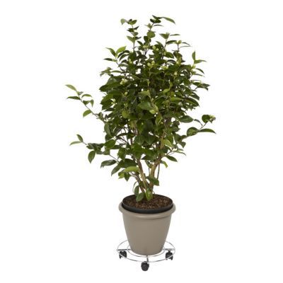 Plateau de manutention rond 60 kg Diall