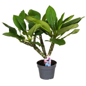 Plumeria Frangipani Hawaii - Pot 17cm - Hauteur 45-55cm