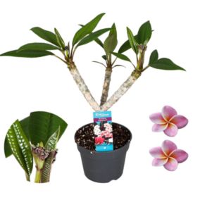 Plumeria Frangipani Violet - Hawaii - Pot 17cm - Hauteur 55-70cm