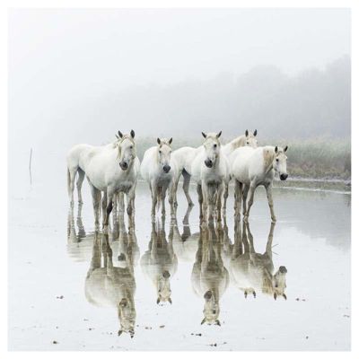 Poster intissé CHEVAUX DE CAMARGUE 40 x 40 cm - Décoration intérieure HD