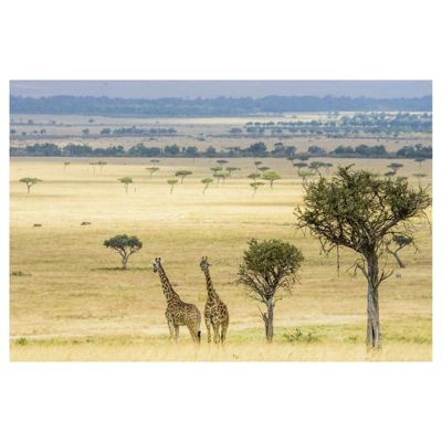 Poster intissé girafes dans la DOUCE SAVANE 60 x 40 cm - Décoration intérieure HD