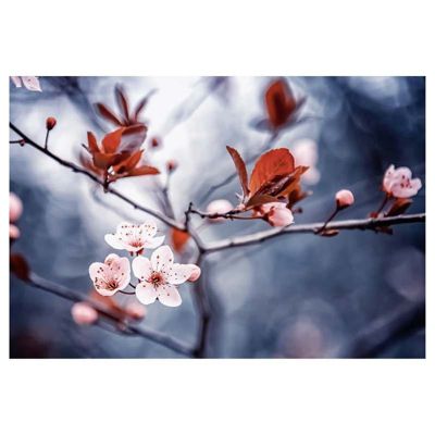 Poster intissé LA POESIE DU SAKURA 140 x 95 cm - Affiche murale de qualité supérieure