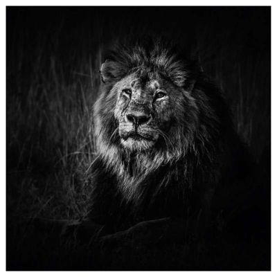 Poster intissé LION NOIR ET BLANC 50 x 50 cm - Décoration intérieure HD