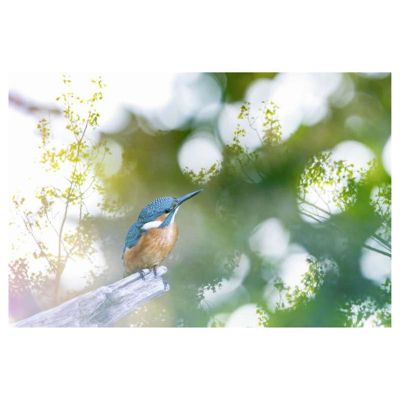 Poster intissé REVEUR 60 x 40 cm - Décoration intérieure HD