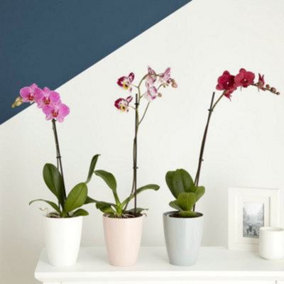 Pot à orchidée plastique blanc ø12 cm