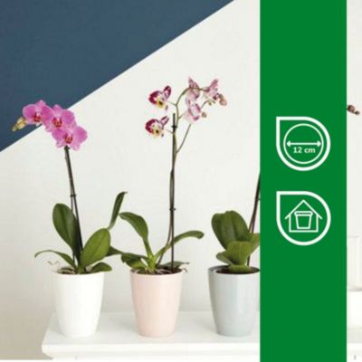 Pot à orchidée plastique blanc ø12 cm