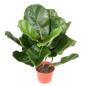 Pot arbre fycus Lyrata artificiel ultra-réaliste
