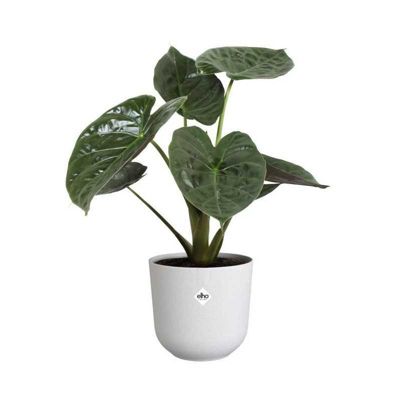 Pot de fleur - Elho - Jazz Rond - Blanc - L 35 x B 34.5 x H 32 cm - Intérieur - 100% recyclé