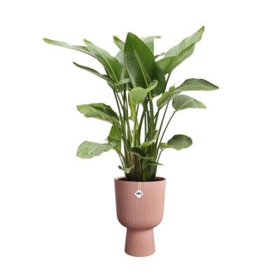 Pot de fleur - Elho - Vibes Fold Coupe - Rose - L 30 x B 29.5 x H 45 cm - Intérieur - 100% recyclé
