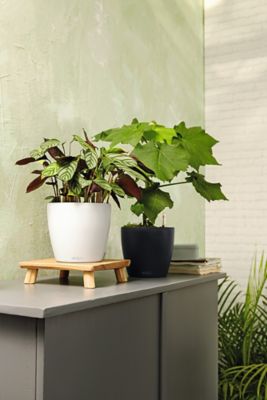 Pot Lechuza Color blanc Ø28 x h.26 cm