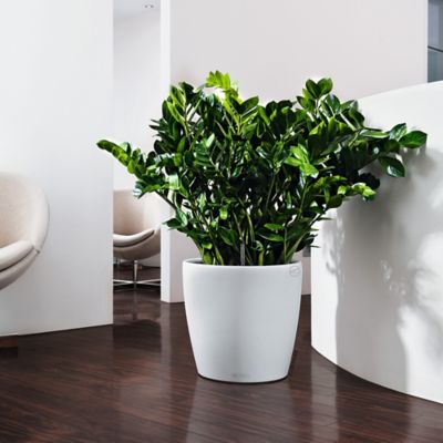 Pot Lechuza Color blanc Ø35 x h.33 cm