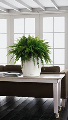 Pot Lechuza Color blanc Ø35 x h.33 cm