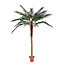 Pot Phoenix palm h.210 cm