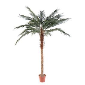 Pot Phoenix palm h.210 cm