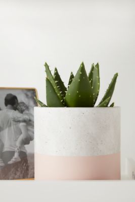 Pot Rond Béton Trempé Rose ø12 cm GoodHome