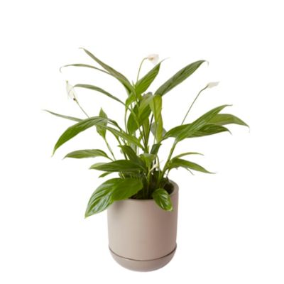 Pot rond émaillé bois flotté ø12 cm avec soucoupe